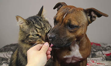 livraison de croquettes chiens chats livraison de croquettes chiens chats